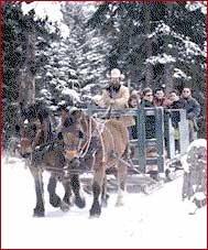 Horse Drawn Sleigh,Bernese Oberland - Switzerland